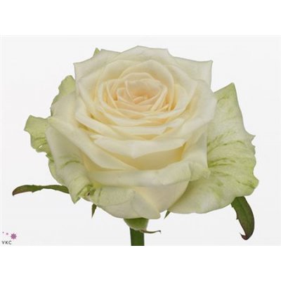 Rosa Gr Dolomiti A2