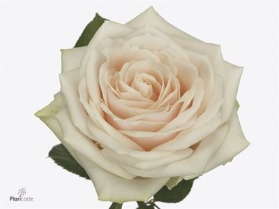 Rosa Gr Dorchester