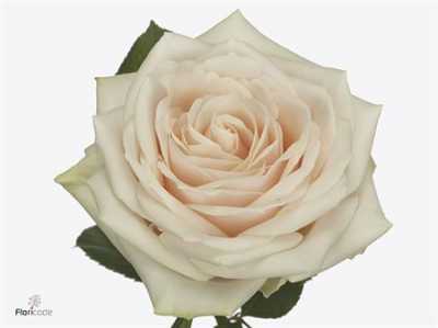 Rosa Gr Dorchester