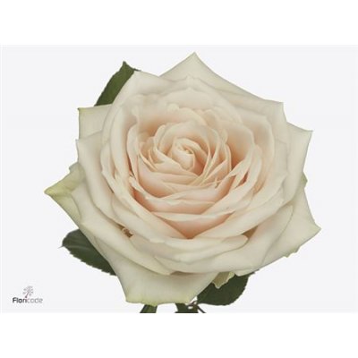 Rosa Gr Dorchester