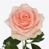Rosa Gr Doris Day