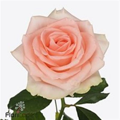 Rosa Gr Doris Day