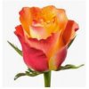 Rosa Gr Down Town