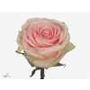 Rosa Gr Duchesse