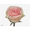 Rosa Gr Duchesse