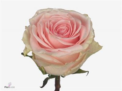 Rosa Gr Duchesse