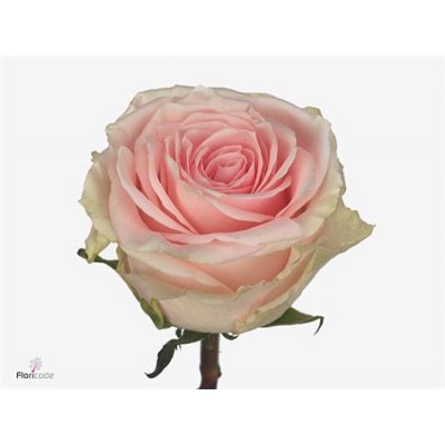 Rosa Gr Duchesse