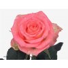Rosa Gr Duett Ex