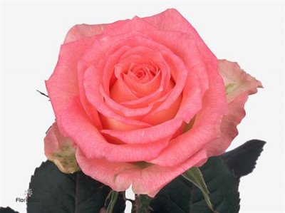 Rosa Gr Duett Ex