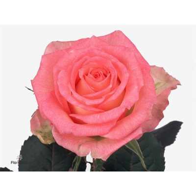 Rosa Gr Duett Ex