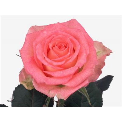 Rosa Gr Duett Ex