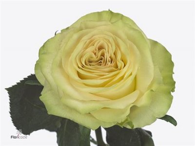 Rosa Gr Dynamic