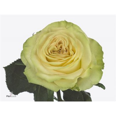 Rosa Gr Dynamic