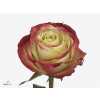 Rosa Gr Eagle Eye+