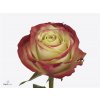 Rosa Gr Eagle Eye+