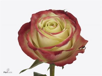 Rosa Gr Eagle Eye+