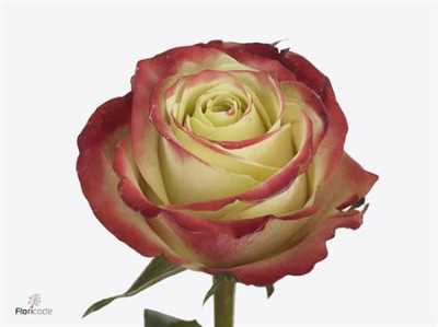 Rosa Gr Eagle Eye+