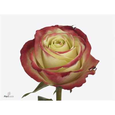 Rosa Gr Eagle Eye+