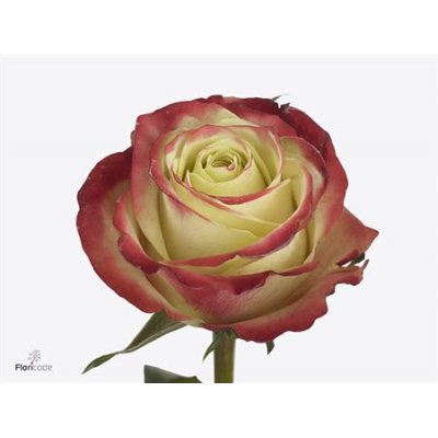 Rosa Gr Eagle Eye+