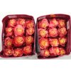 Rosa Gr Ec 3d