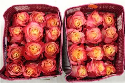 Rosa Gr Ec 3d