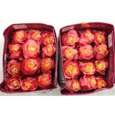 Rosa Gr Ec 3d