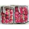Rosa Gr Ec Absurda