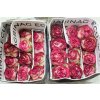 Rosa Gr Ec Absurda