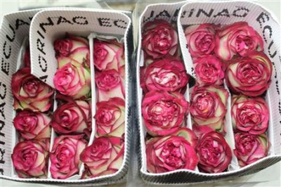 Rosa Gr Ec Absurda