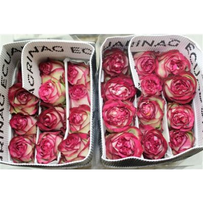 Rosa Gr Ec Absurda