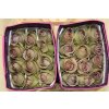 Rosa Gr Ec Amnesia