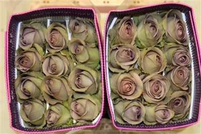 Rosa Gr Ec Amnesia