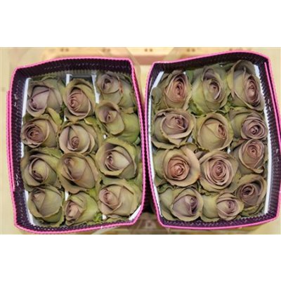 Rosa Gr Ec Amnesia