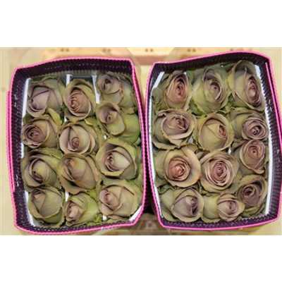 Rosa Gr Ec Amnesia