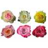 Rosa Gr Ec Bartbloombox X200
