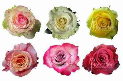 Rosa Gr Ec Bartbloombox X200