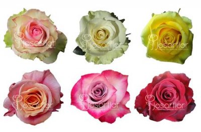 Rosa Gr Ec Bartbloombox X200