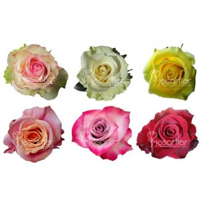 Rosa Gr Ec Bartbloombox X200