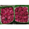 Rosa Gr Ec Blue Berry