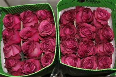 Rosa Gr Ec Blue Berry