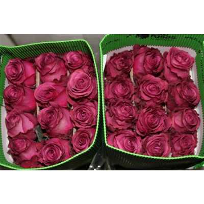 Rosa Gr Ec Blue Berry