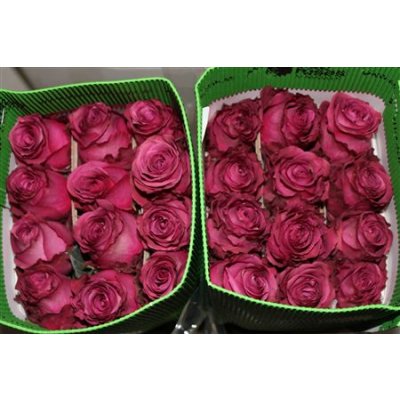 Rosa Gr Ec Blue Berry