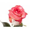 Rosa Gr Ec Blush