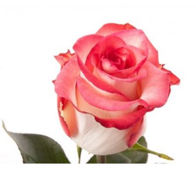 Rosa Gr Ec Blush
