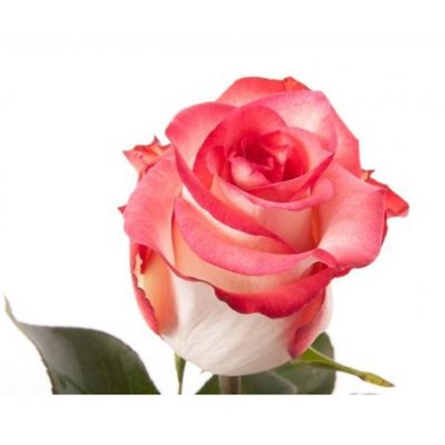 Rosa Gr Ec Blush
