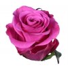 Rosa Gr Ec Breezer