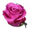 Rosa Gr Ec Breezer