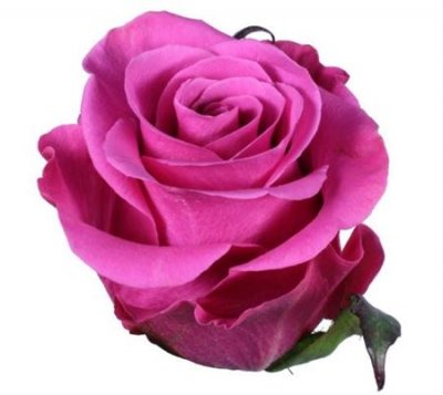 Rosa Gr Ec Breezer