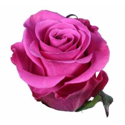 Rosa Gr Ec Breezer