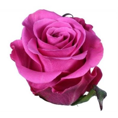Rosa Gr Ec Breezer